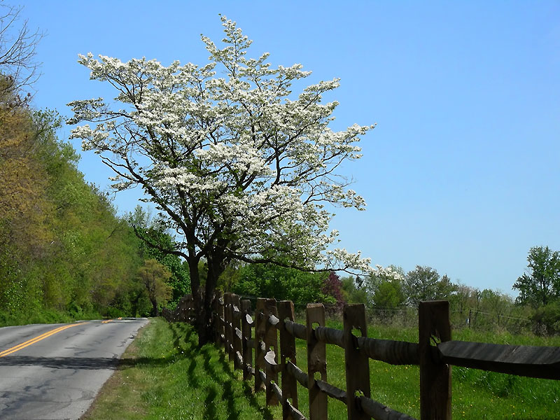 Dogwood on Pleasant Hill Road, May 2007