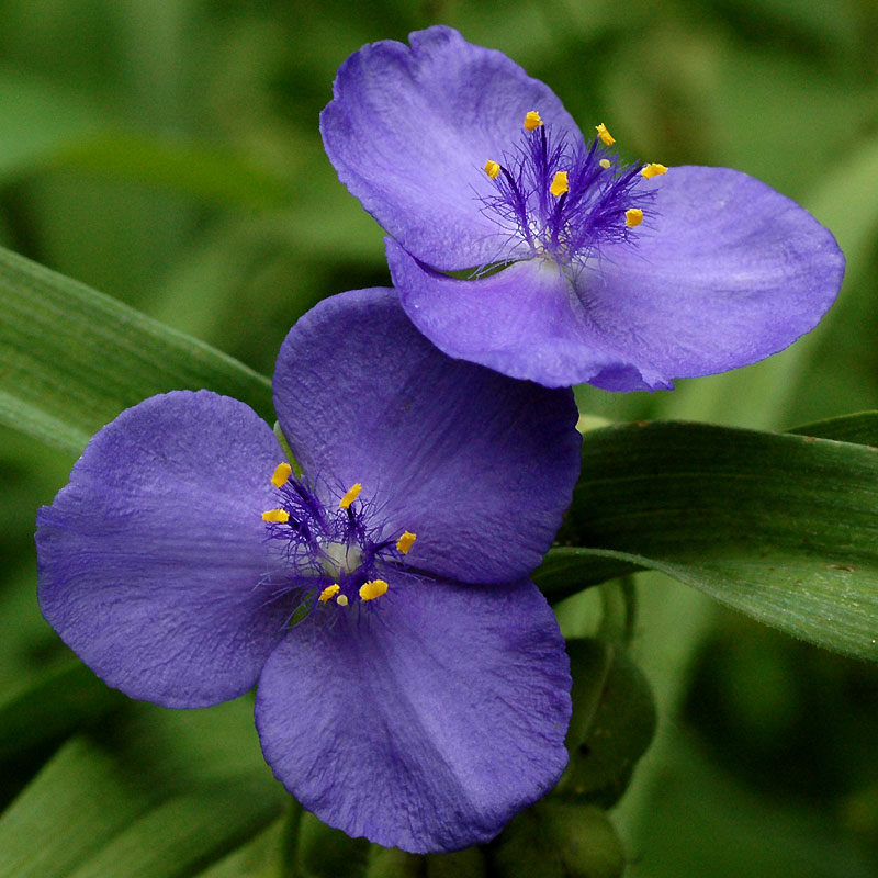 Tradescantia virginiana