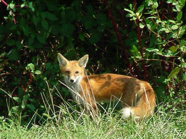 Fox<br>Newark reservoir, September 2007