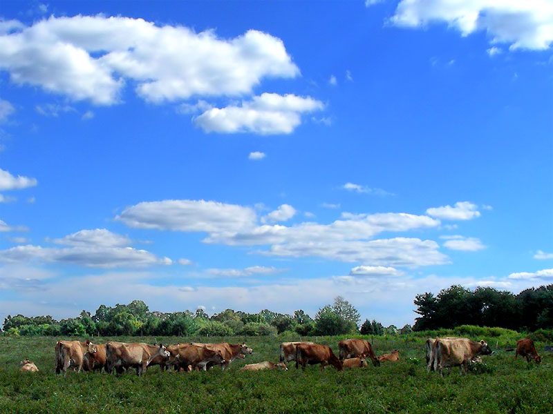 Woodside Farm, September 2007