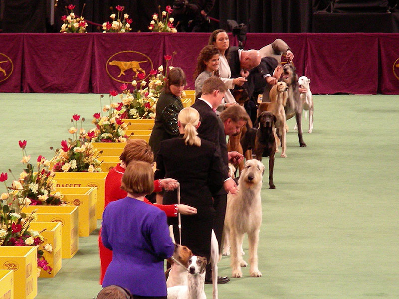 Hounds and their handlers at Westminster, February 2008