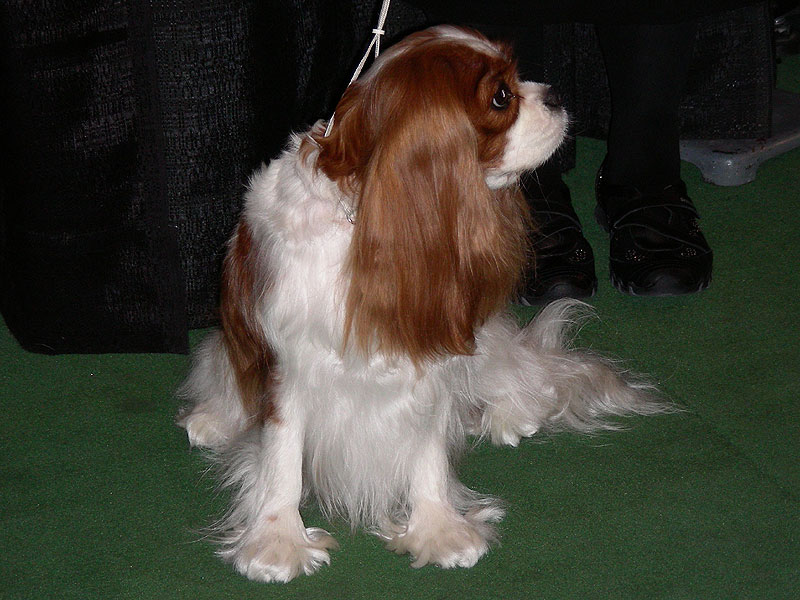 A Cavalier King Charles spaniel waiting to go in the ring