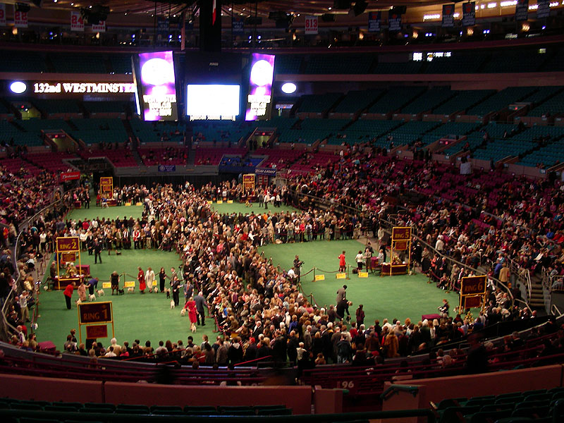 Breed judging