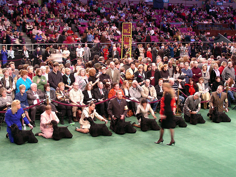 Black cocker spaniels