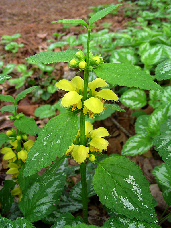 Lamium galeobdolon