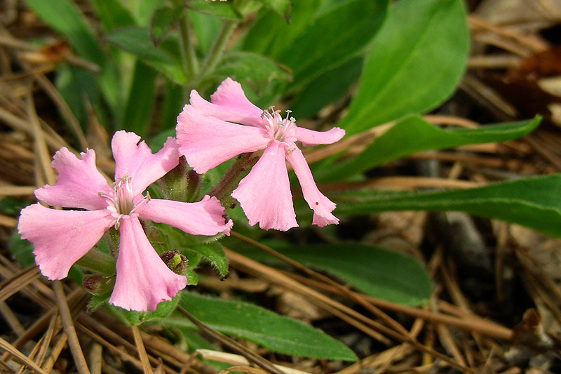 Silene caroliniana var. pensylvanica