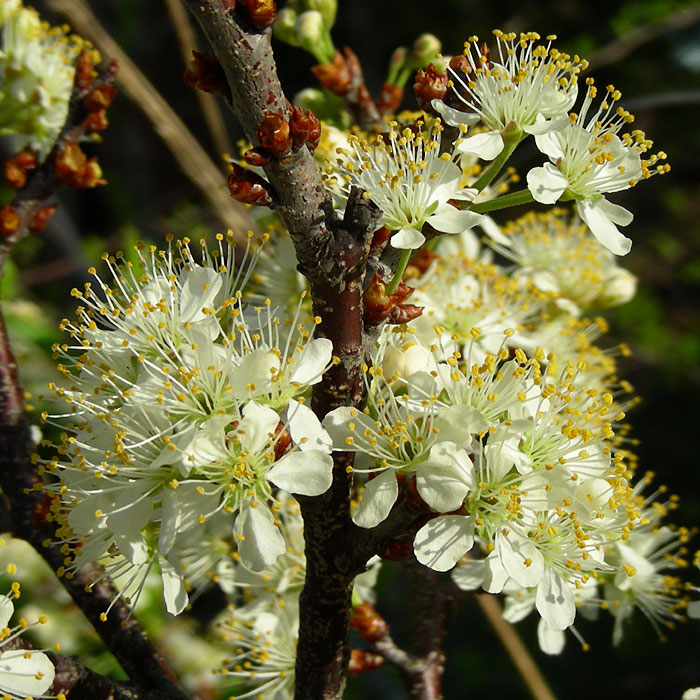 Prunus maritima