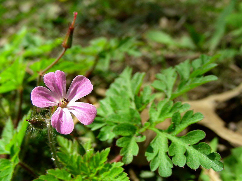 Geranium robertianum