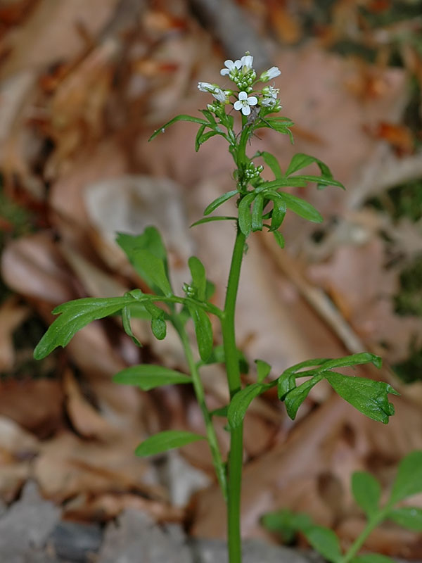 Cardamine pensylvanica