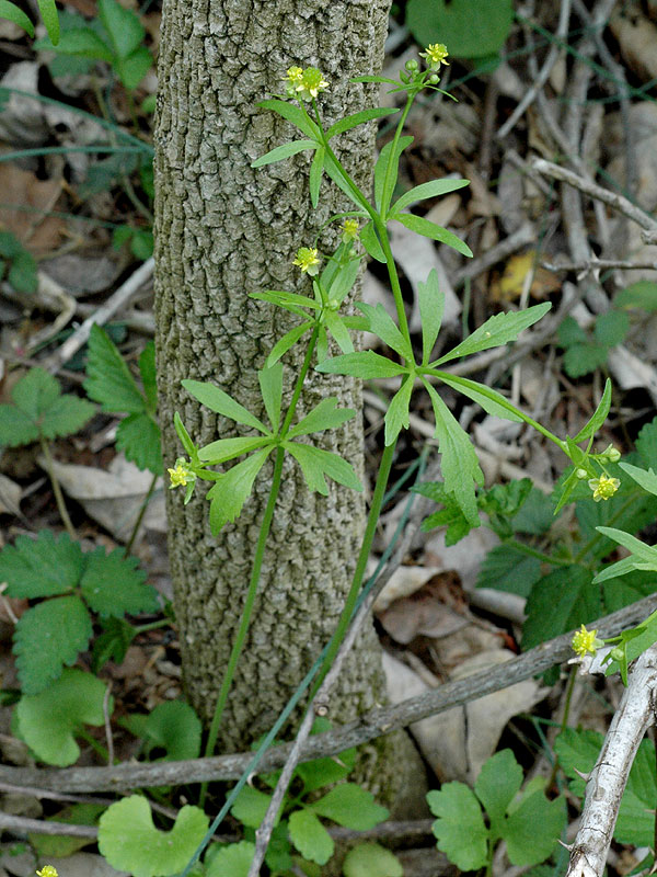 Ranunculus abortivus