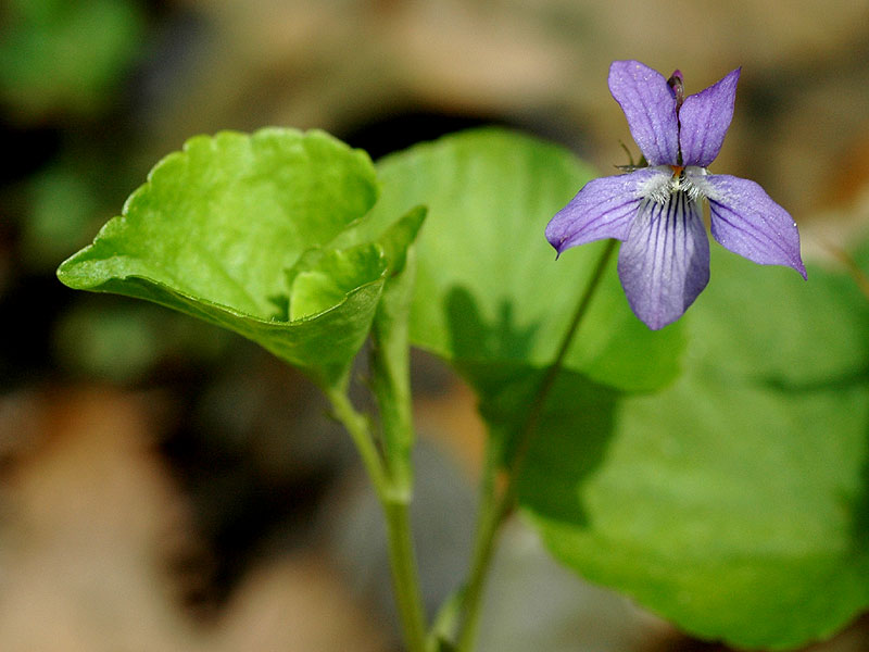 Blue American Dog Violet