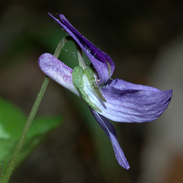 Blue American Dog Violet