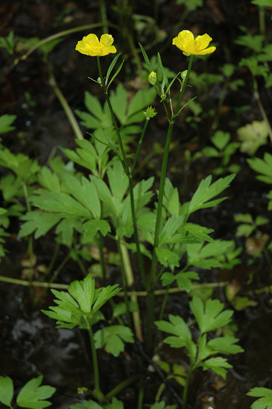Ranunculus caricetorum