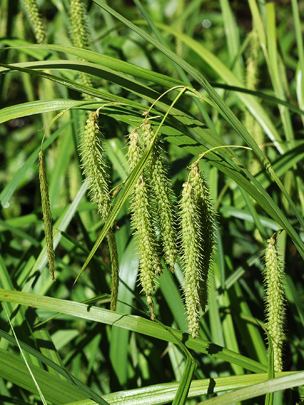 Asymmetrical Fringed Sedge