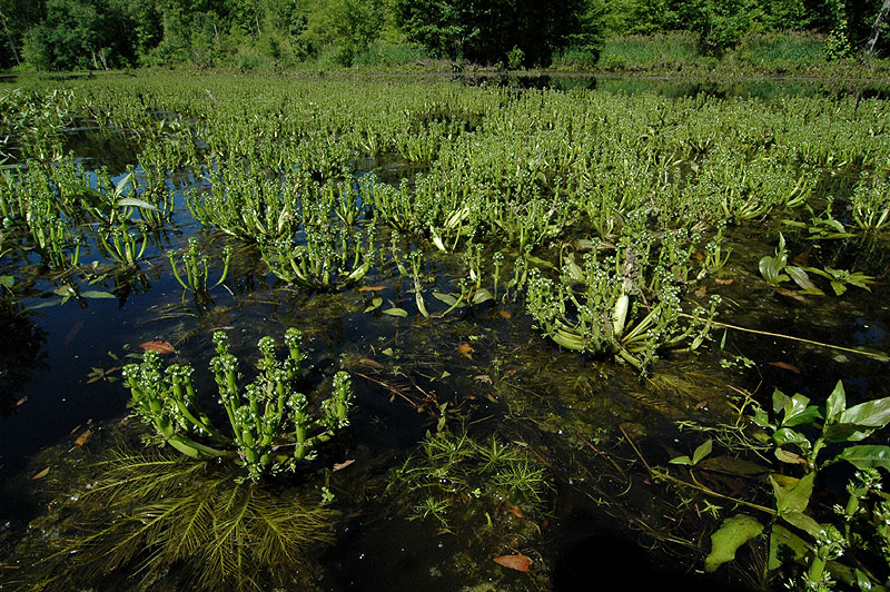 Hottonia inflata