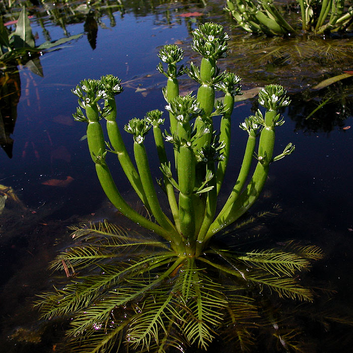 Hottonia inflata