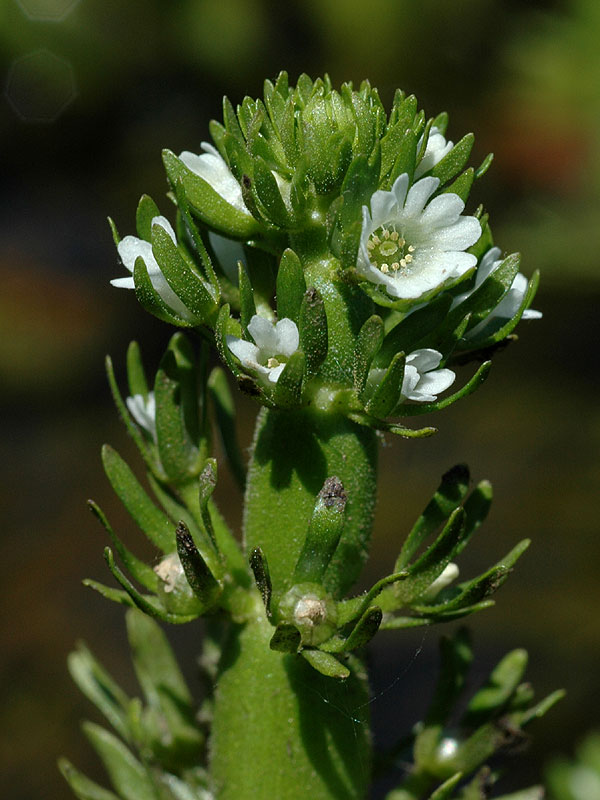 Hottonia inflata