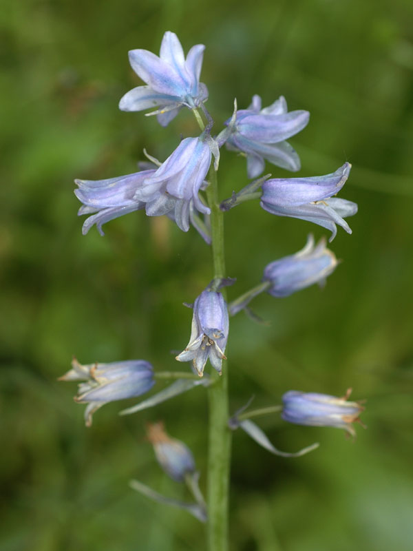 Spanish Bluebells