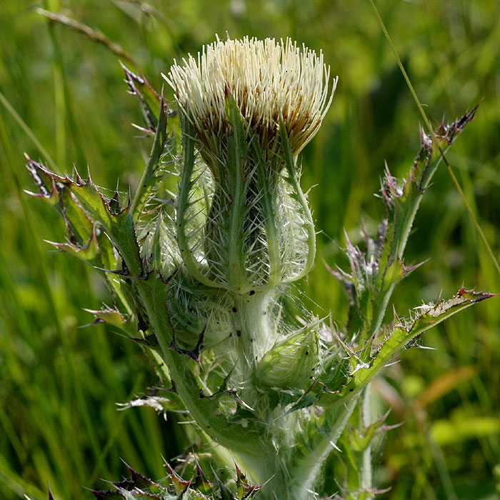 Yellow Thistle