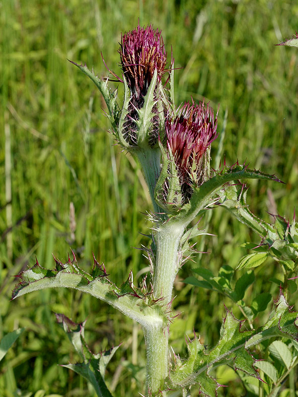 Yellow Thistle