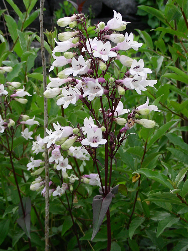 Tall White Beardtongue