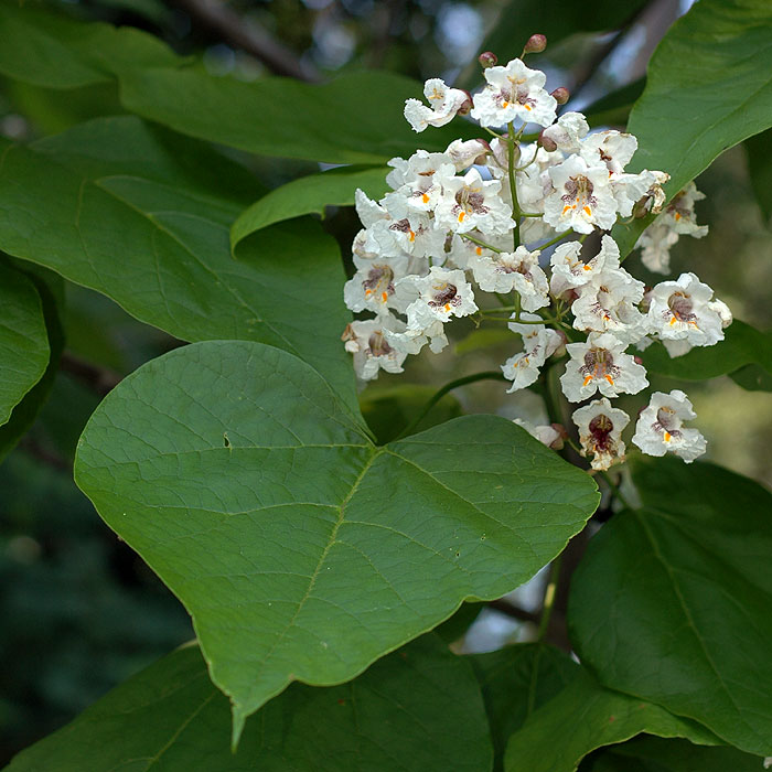 Catalpa bignonioides