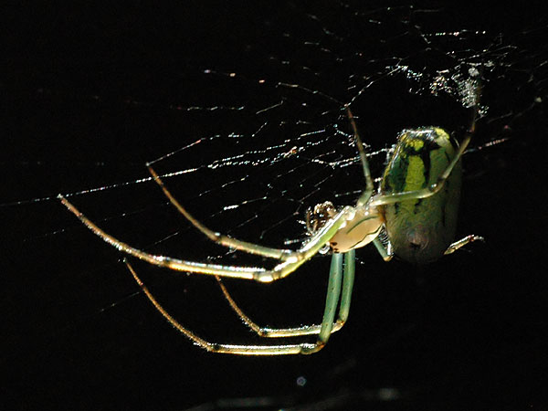 Spider<br>Middle Run, June 2008