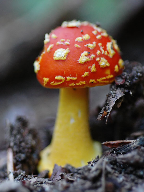 Amanita flavoconia