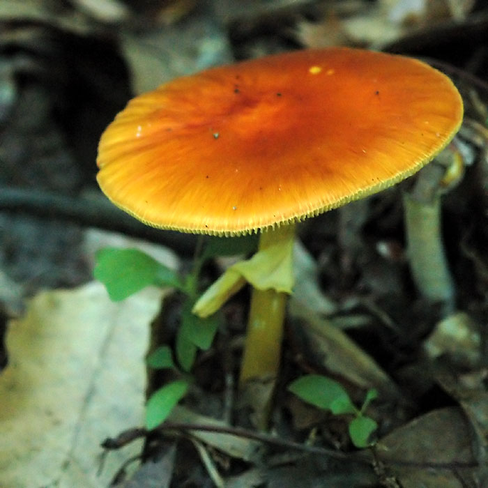 Amanita</i>, possibly <i>A. flavoconia