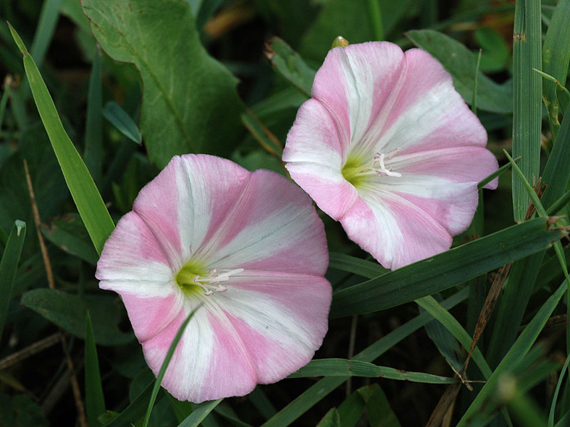 Convolvulus arvensis