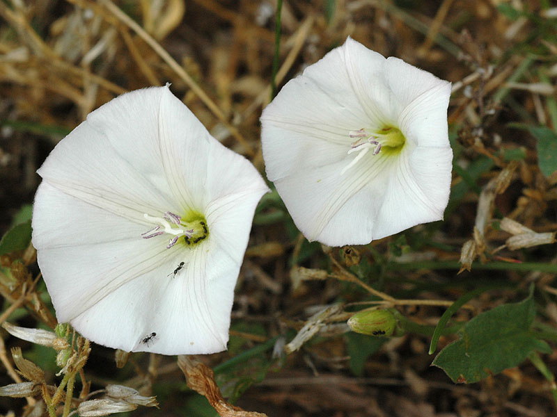 Field Bindweed