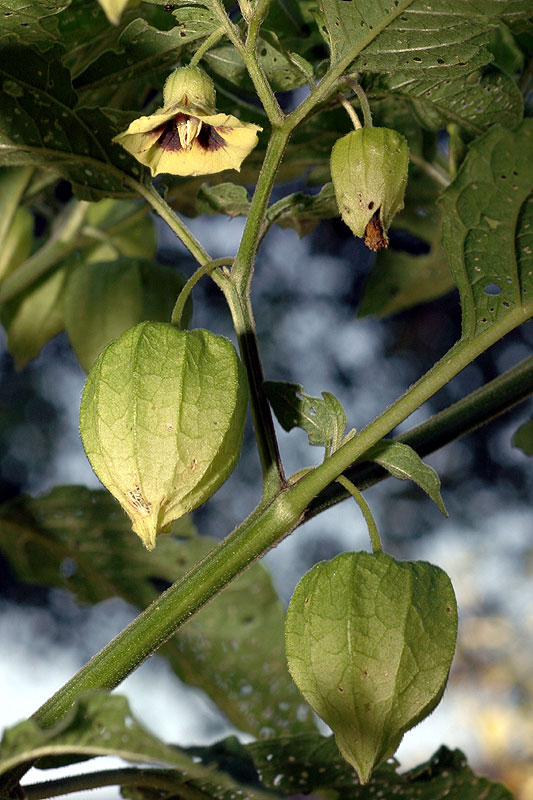 Longleaf Ground-cherry