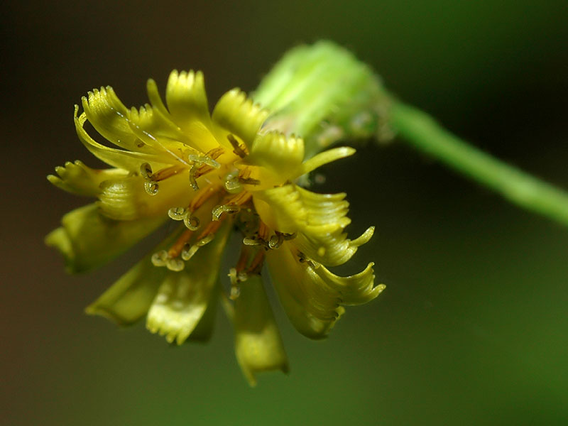 Panicled Hawkweed