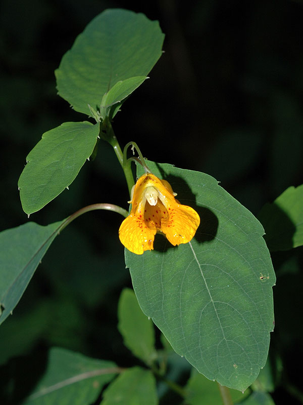 Impatiens capensis