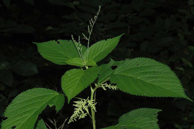 Laportea canadensis