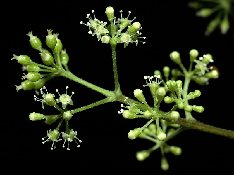 Aralia racemosa