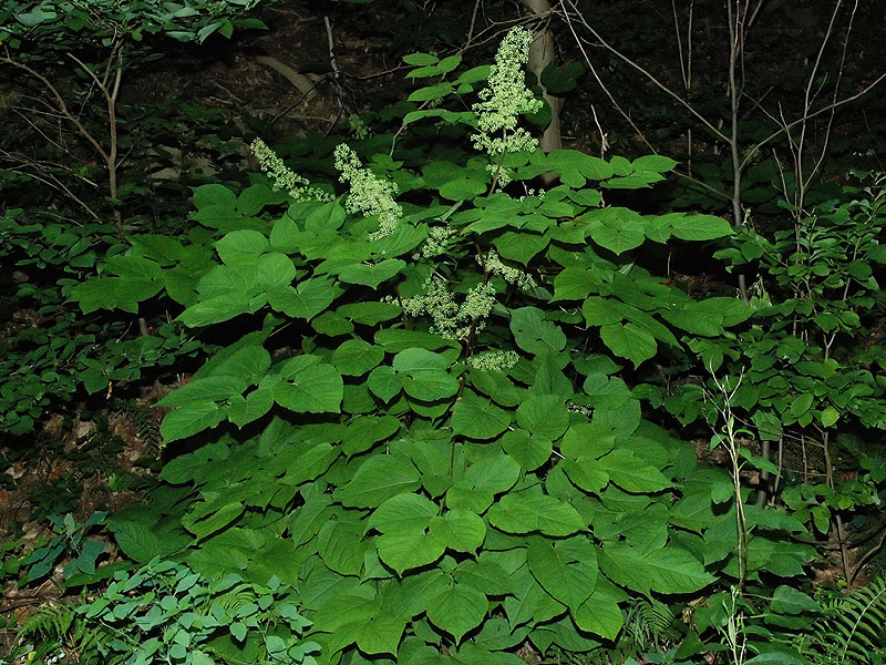 Aralia racemosa