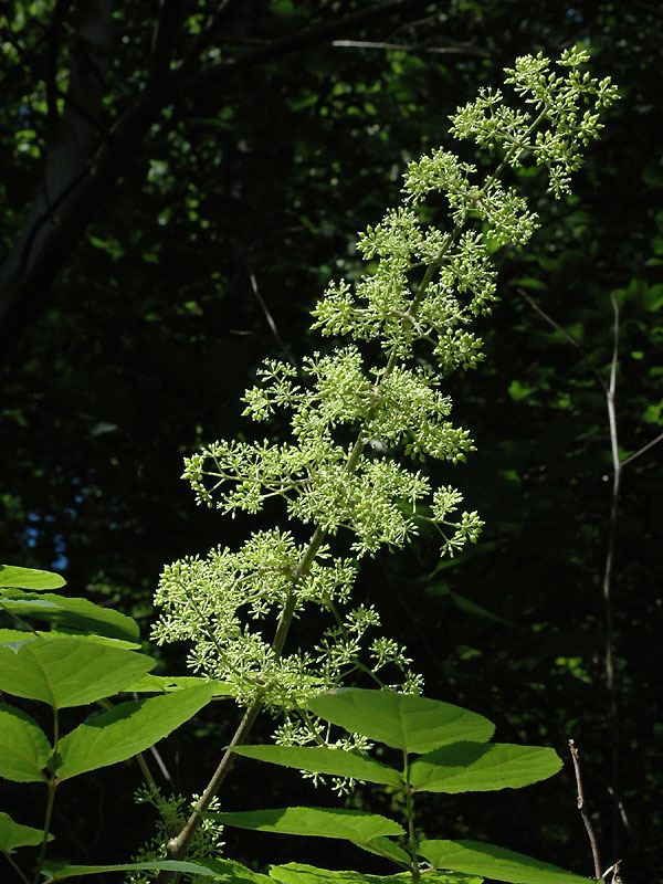 Aralia racemosa