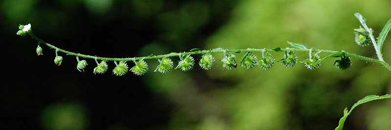 Hackelia virginiana