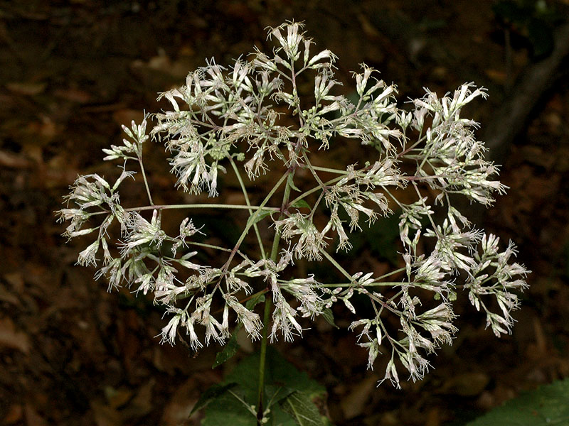 Eutrochium purpureum var. purpureum