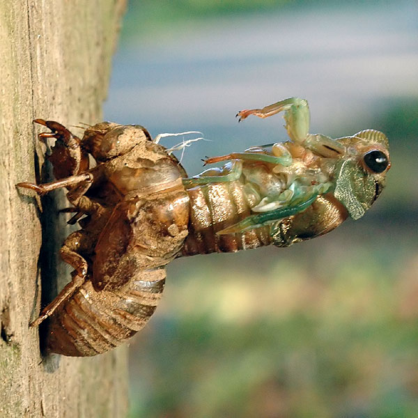 Cicada<br>Deacons Walk Park, August 2008