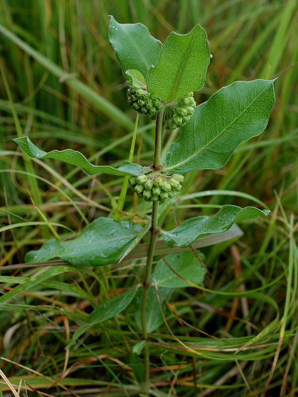 Green Milkweed