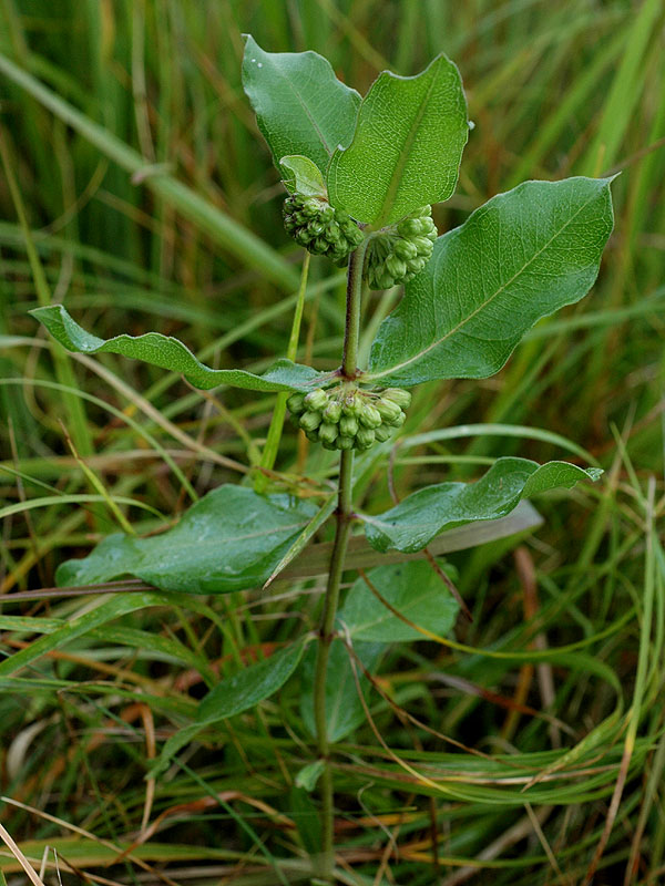 Asclepias viridiflora