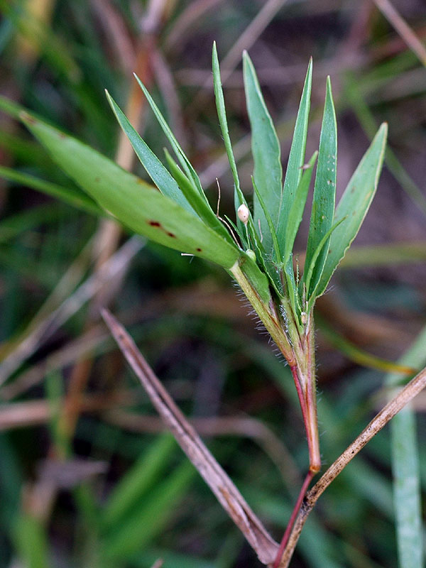 Scribner's Witch Grass