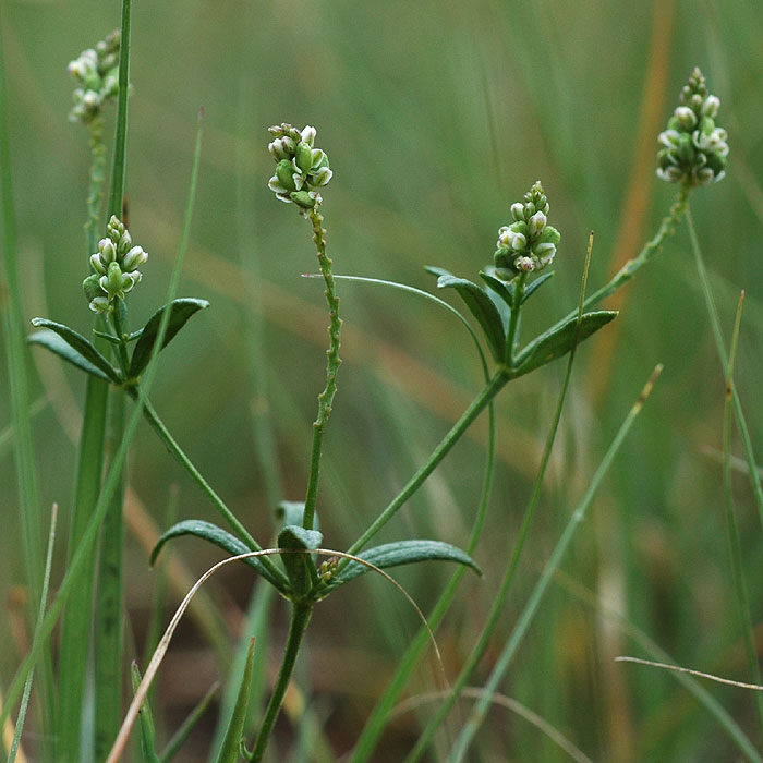 Polygala verticillata var. isocycla