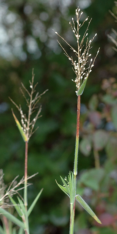 Broom Witch Grass