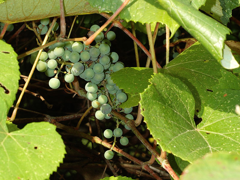 Vitis aestivalis var. aestivalis