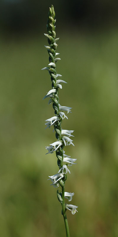 Spiranthes lacera var. gracilis