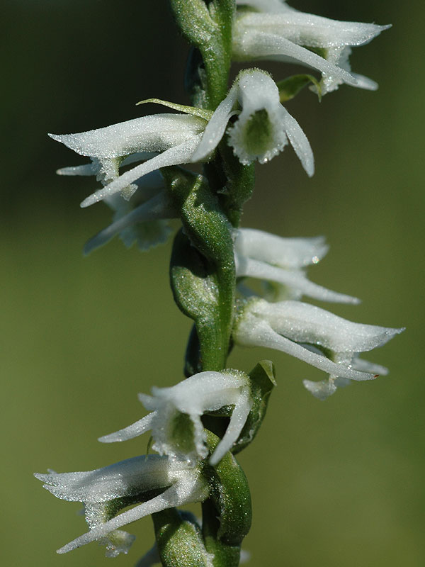 Spiranthes lacera var. gracilis