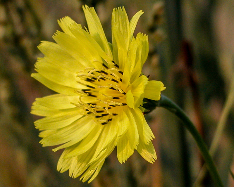 Pyrrhopappus carolinianus